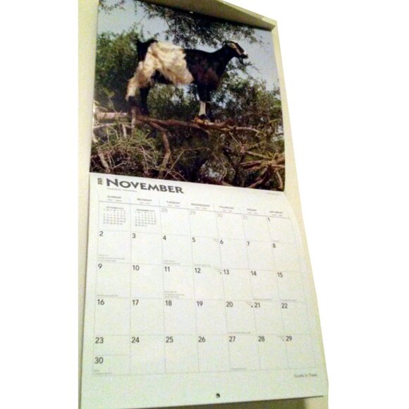 2025 Calendar, Goats in Trees, Monthly, 12" x 24" - Opened, Great Condition - Picture 12 of 15
